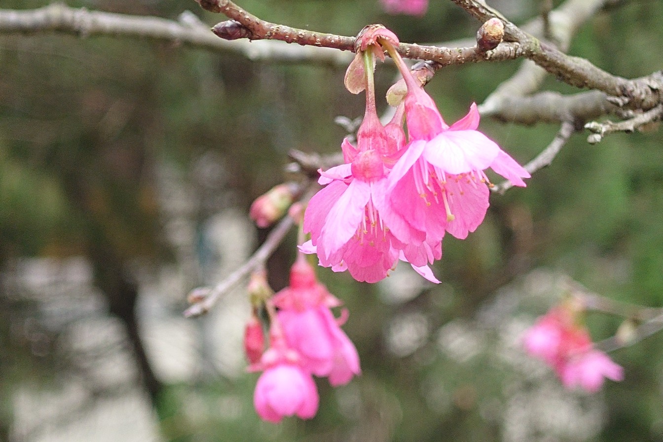 Sakura Blossom (Academia Sinica, Taipei, 2025-02-14)