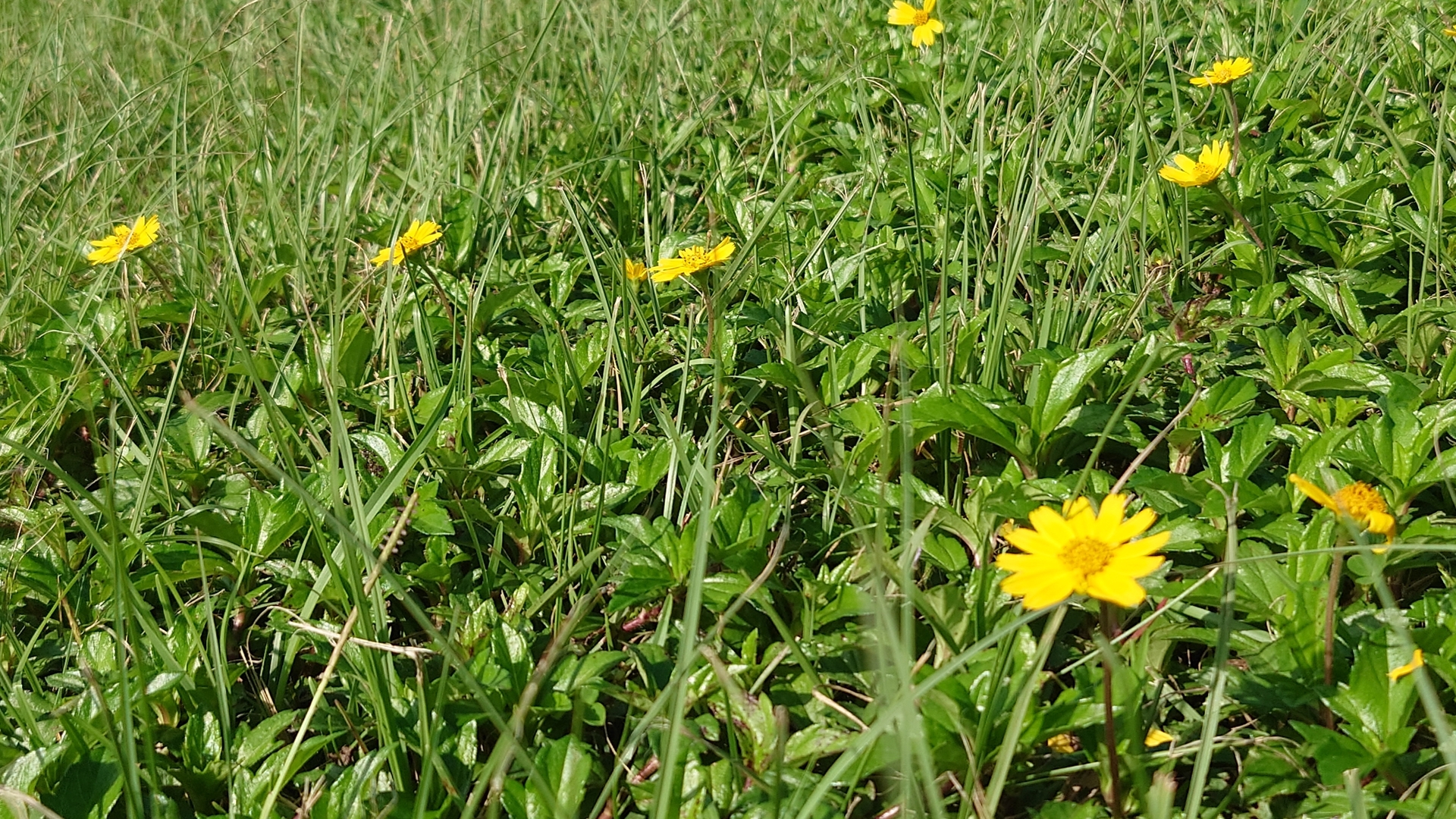(Meadow nearby the Keelung River. Photo taken in November, 2025.)